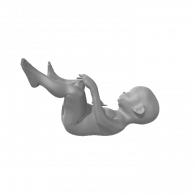 3d model - human fetus