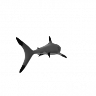 3d model - Shark