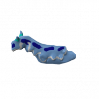 3d model - sea slug 