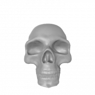 3d model - skull neu 01