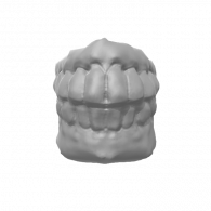 3d model - teeth