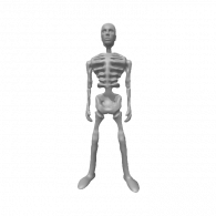 3d model - Mostly Complete Skeleton