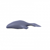 3d model - whale #1