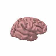 3d model - Brain