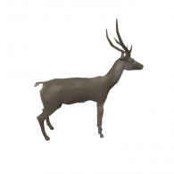 3d model - deer