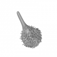 3d model - Kaltenböck Carina