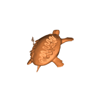 3d model - funky tortoise