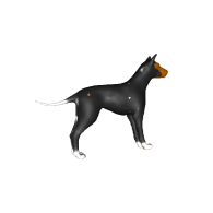 3d model - coloured dog
