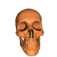 3d model - human skull
