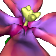 3d model - flower