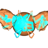 3d model - madár szőrny