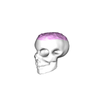 3d model - Skeleton