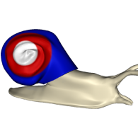 3d model - French Patriotic Snail\'s Brother