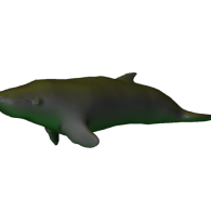 3d model - Whale