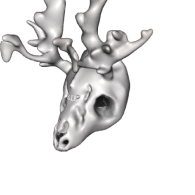 3d model - Deer Skull