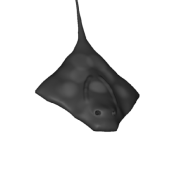 3d model - Final Stingray