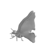 3d model - lepke