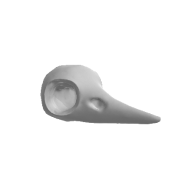 3d model - Brid Skull V6