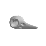 3d model - Brid Skull V7