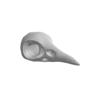 3d model - Brid Skull V11