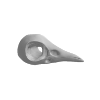 3d model - Brid Skull V12