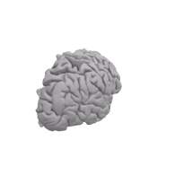 3d model - Brain Right