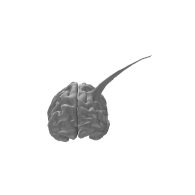 3d model - brain