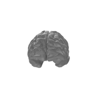 3d model - brain