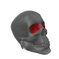 3d model - Human Skull termi