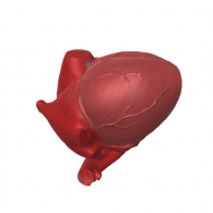 3d model - Human Heart