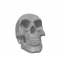 3d model - Human Skull