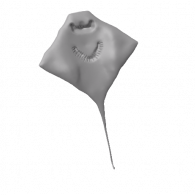 3d model - stingray