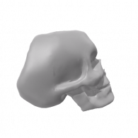 3d model - Human Skull