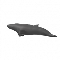 3d model - whale
