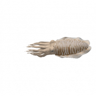 3d model - cuttlefish