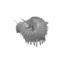 3d model - Bug
