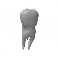 3d model - tooth 16