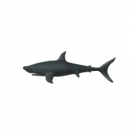3d model - Archers shark