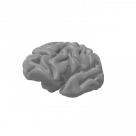 3d model - brain