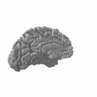 3d model - Brain Left
