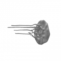3d model - jellyfish 