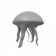 3d model - jellyfish 