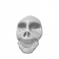 3d model - caucasian skull