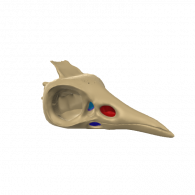 3d model - Brid Skull V12