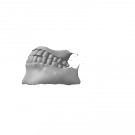 3d model - teeth