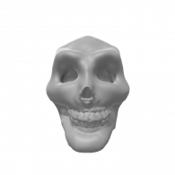 3d model - skull