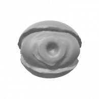 3d model - eyeball