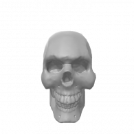 3d model - Skull