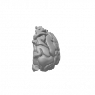 3d model - Brain Right