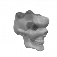 3d model - scull